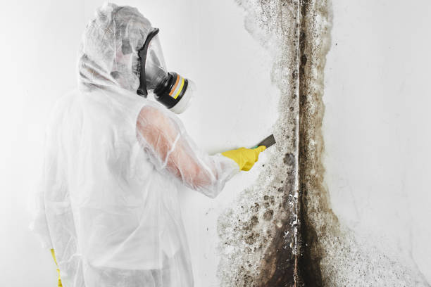 Best Professional Mold Removal  in Annapolis, MD