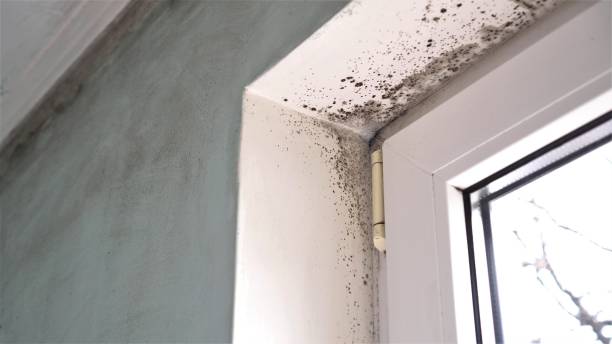 Best Mold Remediation  in Annapolis, MD