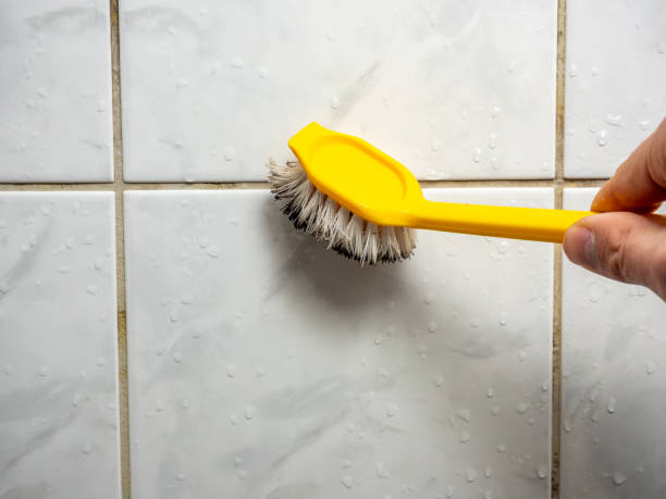 Best Mold Damage Repair  in Annapolis, MD