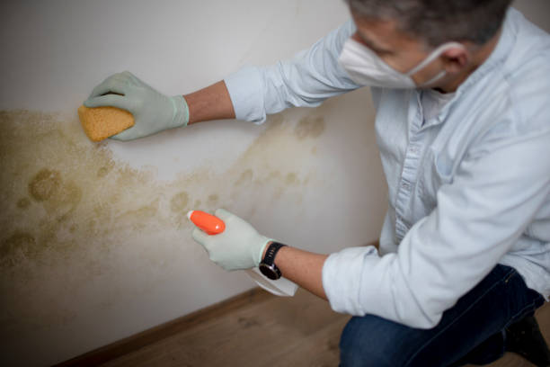 Best Black Mold Removal  in Annapolis, MD