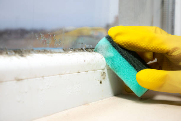 Best Affordable Mold Removal  in Annapolis, MD