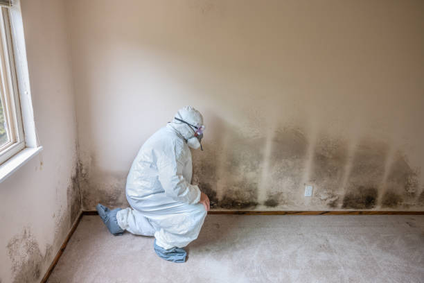Mold Testing and Removal in Annapolis, MD