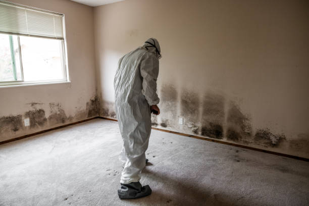 Best Attic Mold Removal  in Annapolis, MD