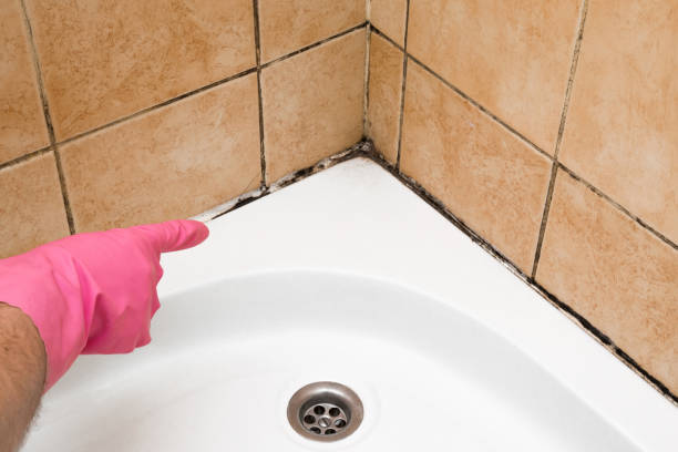 Best Professional Mold Removal  in Annapolis, MD